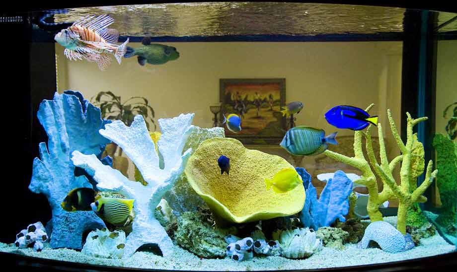 кораллы исскуственные, пустой, ну в общем дешевый вариант морского аквариума