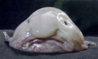 200px-Blobfish_1.jpg