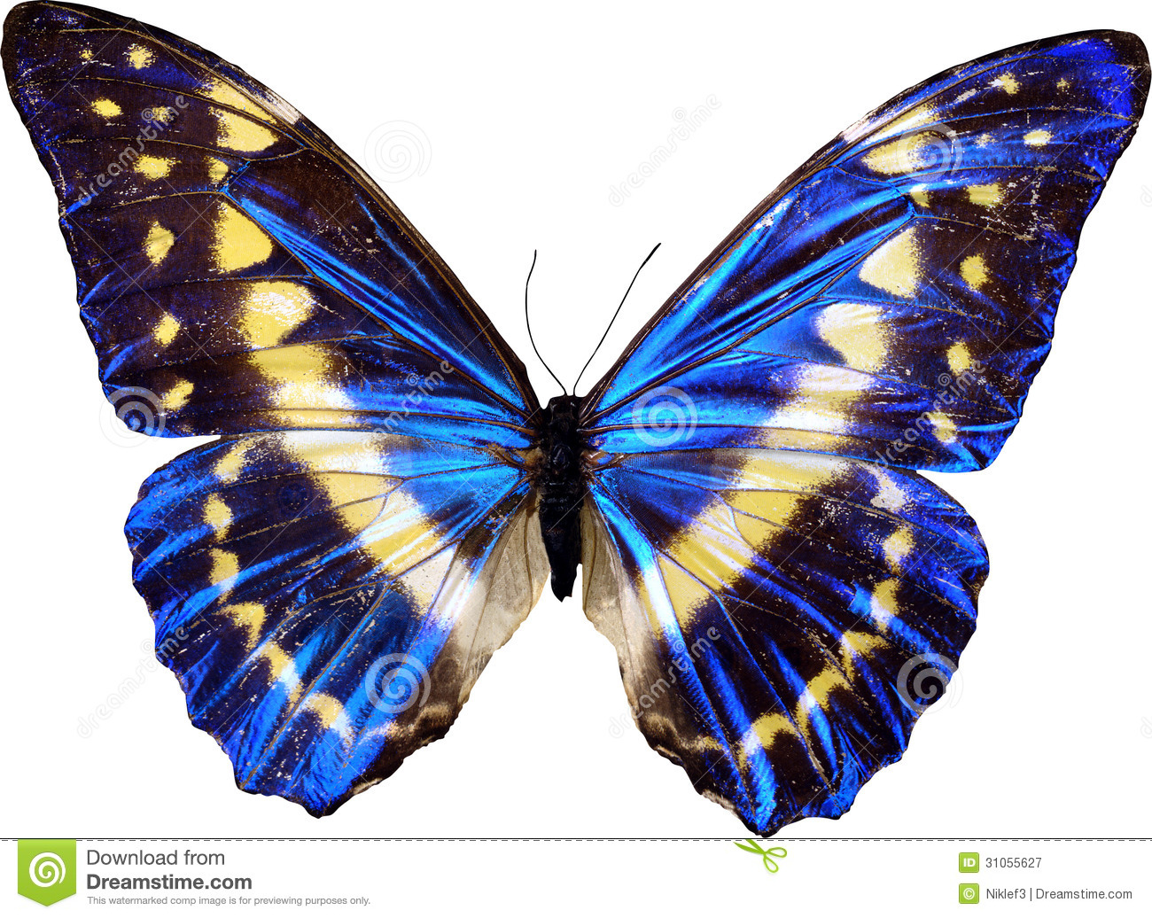 butterfly-01.jpg