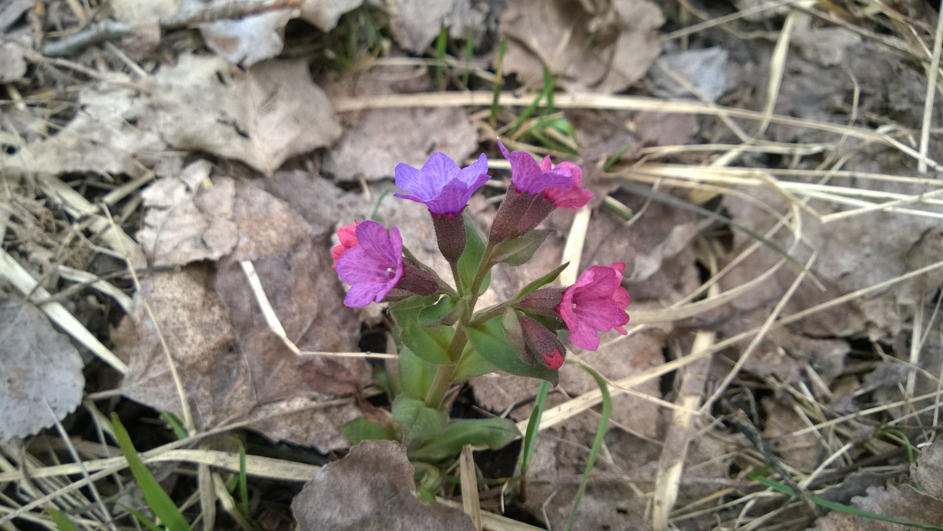 Цветы в Реадовке 16.04.2018 002.jpg