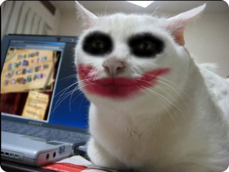 catjoker.jpg