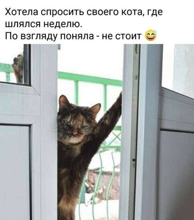 кот загулял.jpg