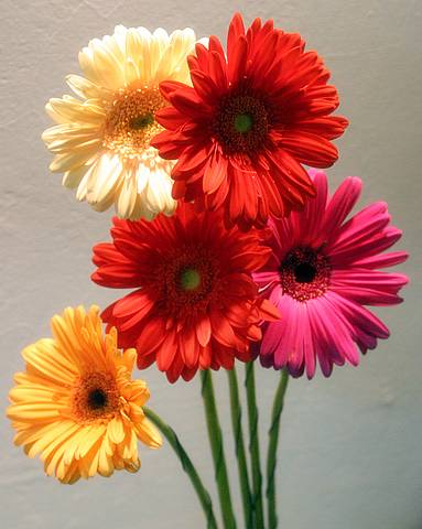 55758696_gerbera_assorted.JPG