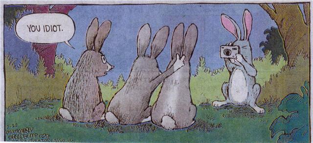 bunnies-photography-humor.jpg