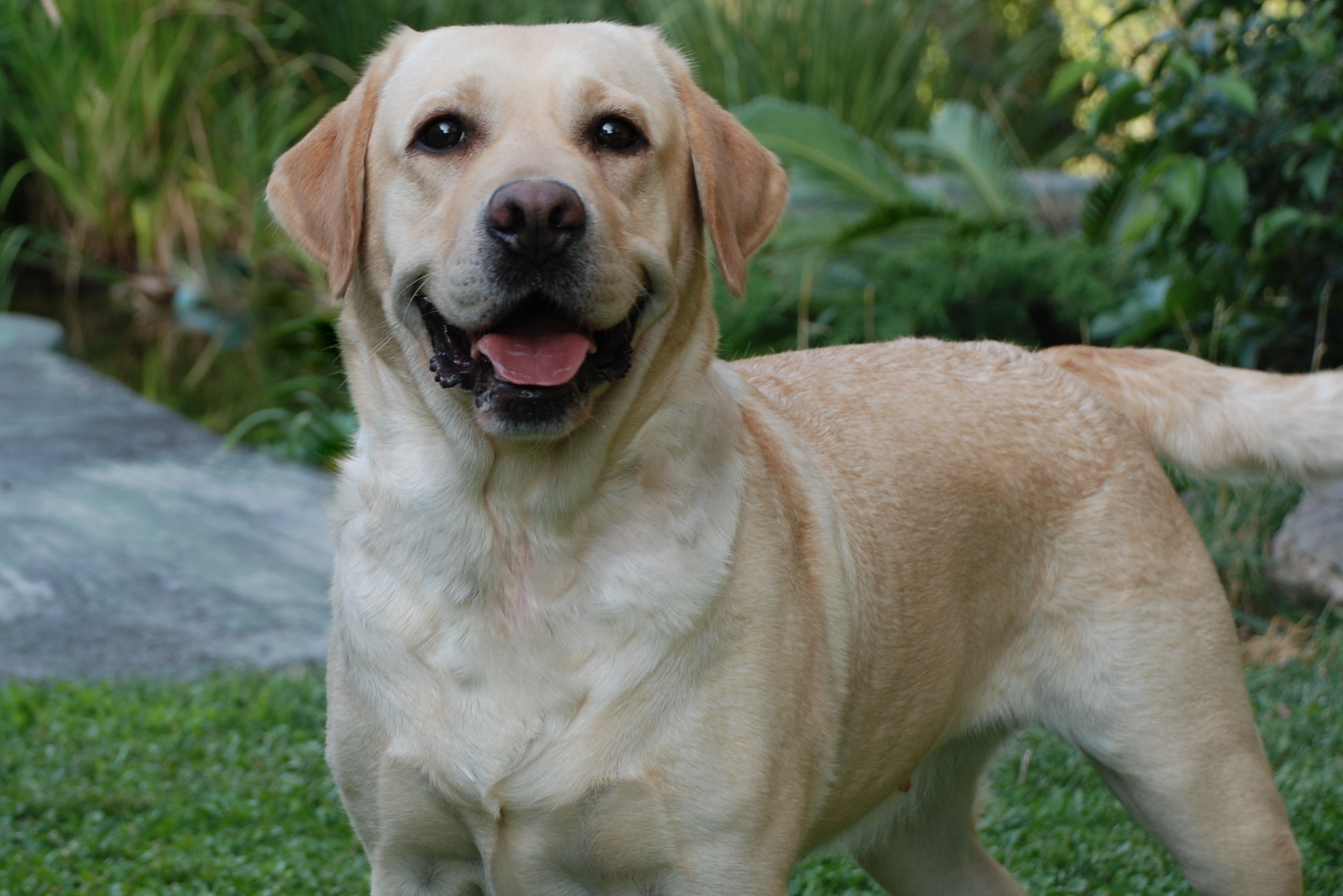 LABRADOR%20RETRIEVER%20BOUQUET%20HEAD.jpg