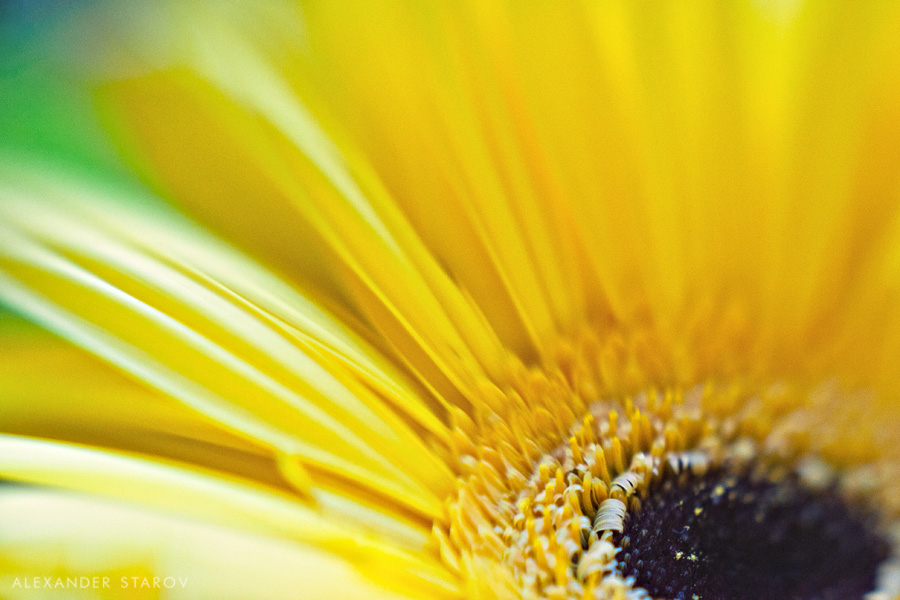 gerbera-web.jpg