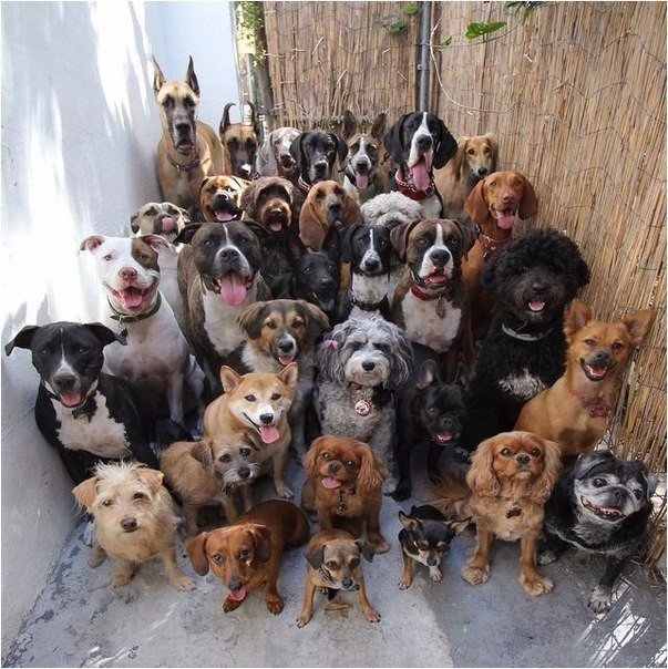 33 собаки.jpg