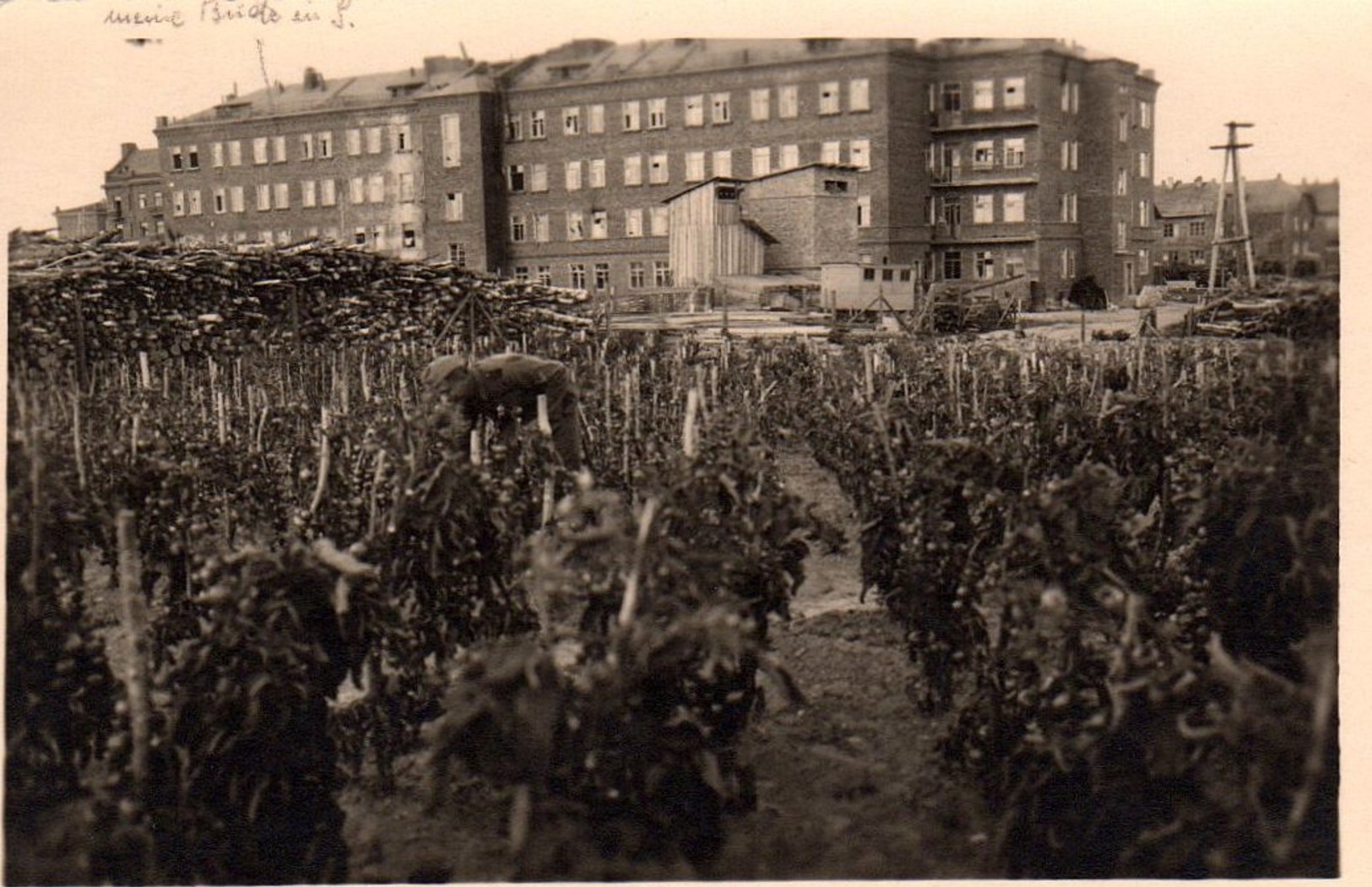 Soldat Allemand au milieu de ses Vignes - Raisin & Vendanges en perspective à Smolensk.jpg