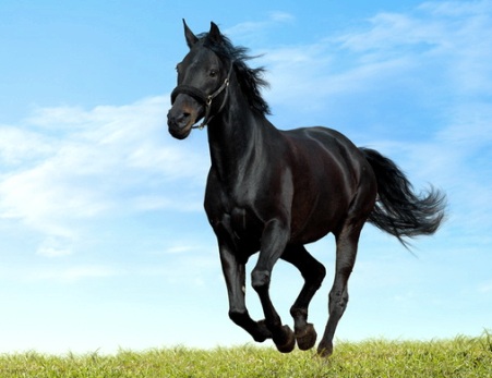 Скачущий конь.jpg
